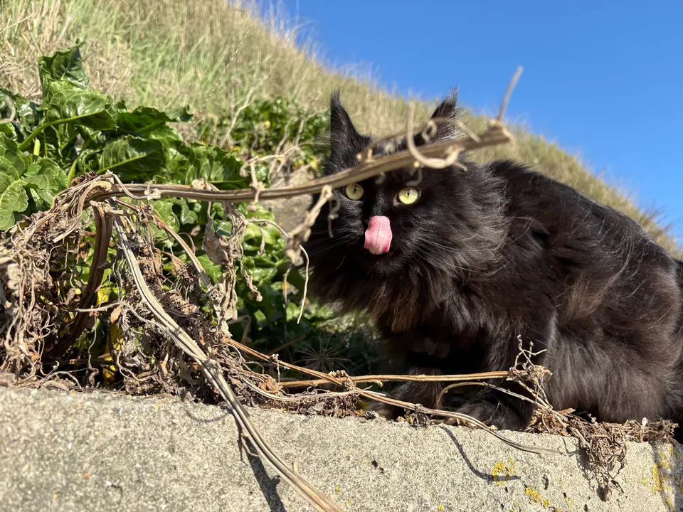 Ymir qui tire la langue au milieu des herbes
