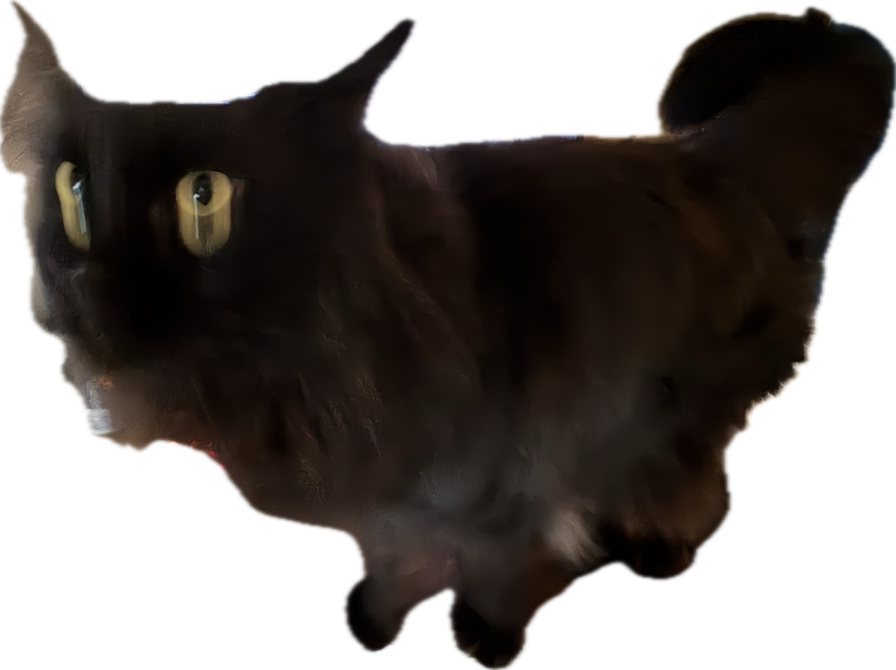Ymir, chat noir, qui te regarde d’un air suspect